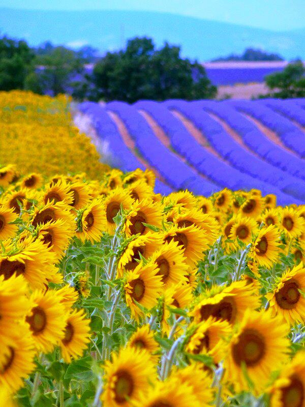 向日葵主题摄影与绘画精选