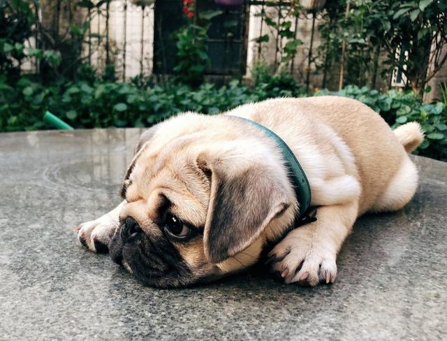 超安静的5种狗狗养了不会扰民