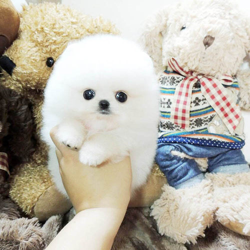 可爱长不大博美幼犬 茶杯杯子小型犬宠物小狗狗活体包纯种袖珍狗