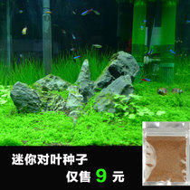 Cow hair grass seed Fish Tank foreground grass speed lawn seed living aquarium landscape mini pair leaf seed