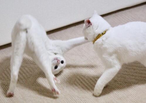 这两只猫打架打成表情包 网友看到笑翻了