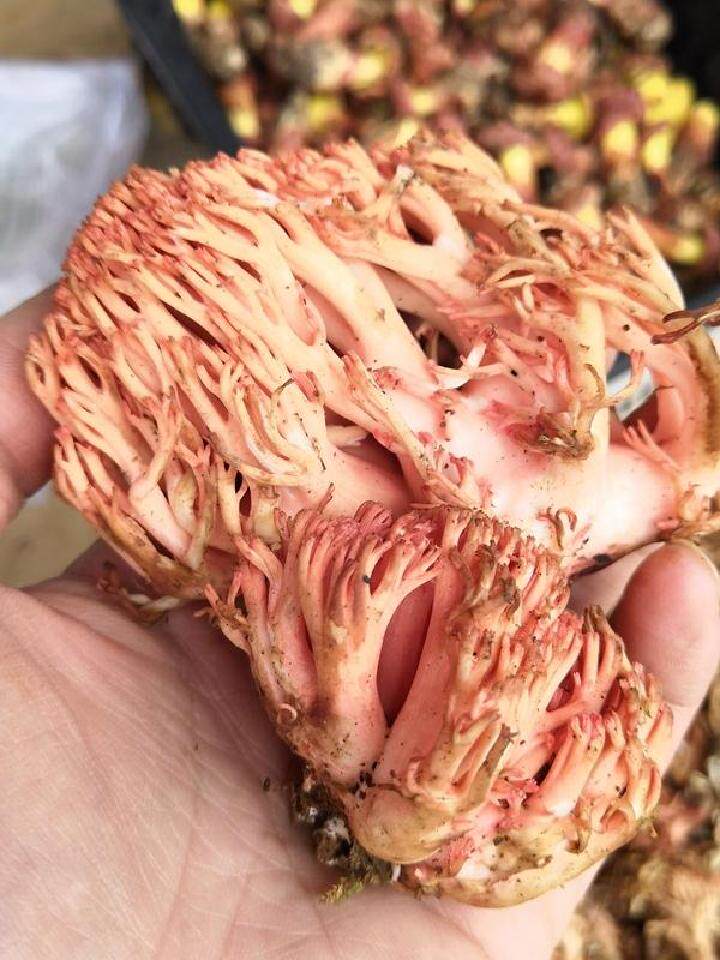 施芝珍云南土特产野生珊瑚菌扫把菌