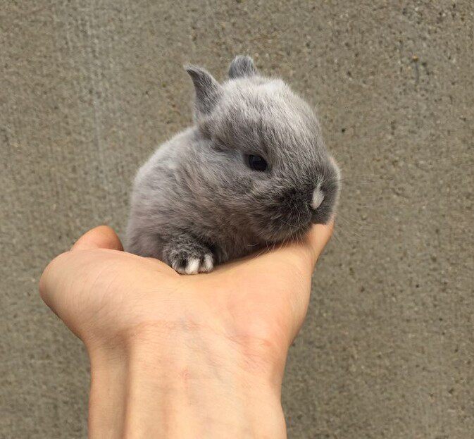 紫灰色银貂侏儒兔稀有色纯种侏儒兔活体暹罗银貂侏儒自家繁殖