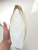 Cuttlefish bone sea urchin squid shell parrot calcium molar 8 yuan 1 piece