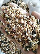 Pigeon grain without corn pigeons pigeons ornamental pigeons young pigeons 1 piece of food = 5kg