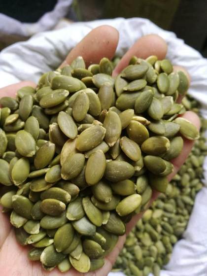 Pumpkin kernel original flavor raw pumpkin seeds, bulk pumpkin rice shelled pumpkin seeds, take a piece of 50g
Pumpkin kernel original flavor raw pumpkin seeds, bulk pumpkin rice shelled pumpkin seeds, take a piece of 50g
