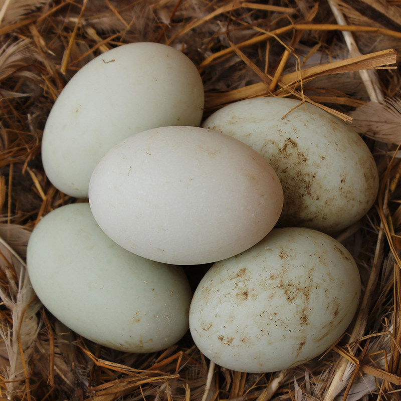 新鲜鸭蛋农家散养土鸭蛋珍贵生鸭蛋 洪泽湖麻鸭蛋草鸭蛋30枚包邮