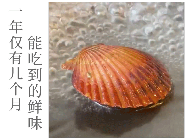 味库渤海扇贝肉鲜活鲜贝肉海鲜贝壳新鲜蒜蓉粉丝小红扇贝5斤包邮