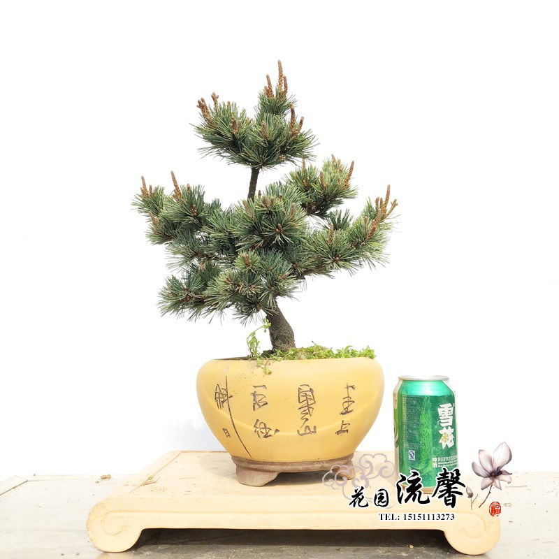 实拍杨梅大阪松大阪松盆景短针大阪短叶大阪松金针大阪松按图发货_7折
