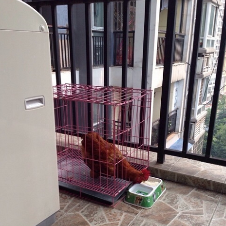 现在不少人都开始在自家的阳台上养鸡,看起来还不错.