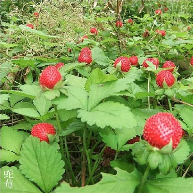 野生蛇泡泡野草苗蛇莓苗蛇果草苗 蛇莓种子五彩观赏椒当年包结果_7折