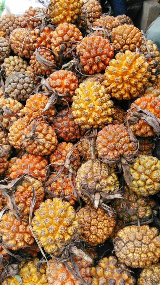 热卖包邮2016新品海南滴血莲花菩提子野菠萝产地直销整果鲜果批发