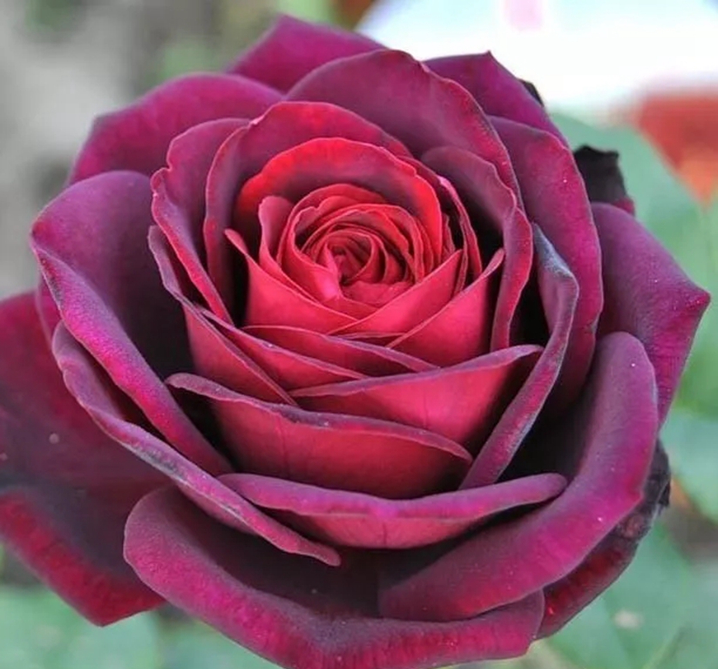 如果知道真正的玫瑰长这样,你还会喜欢吗