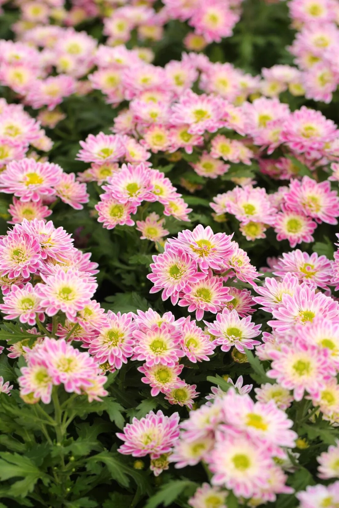 塔莎的花园 荷兰菊盆栽带花珍珠菊植物盆栽耐寒耐旱四季菊花好养塔莎