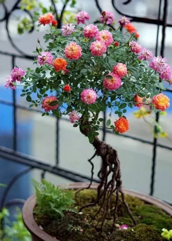 蔷薇老桩这样嫁接月季成活率高易操作