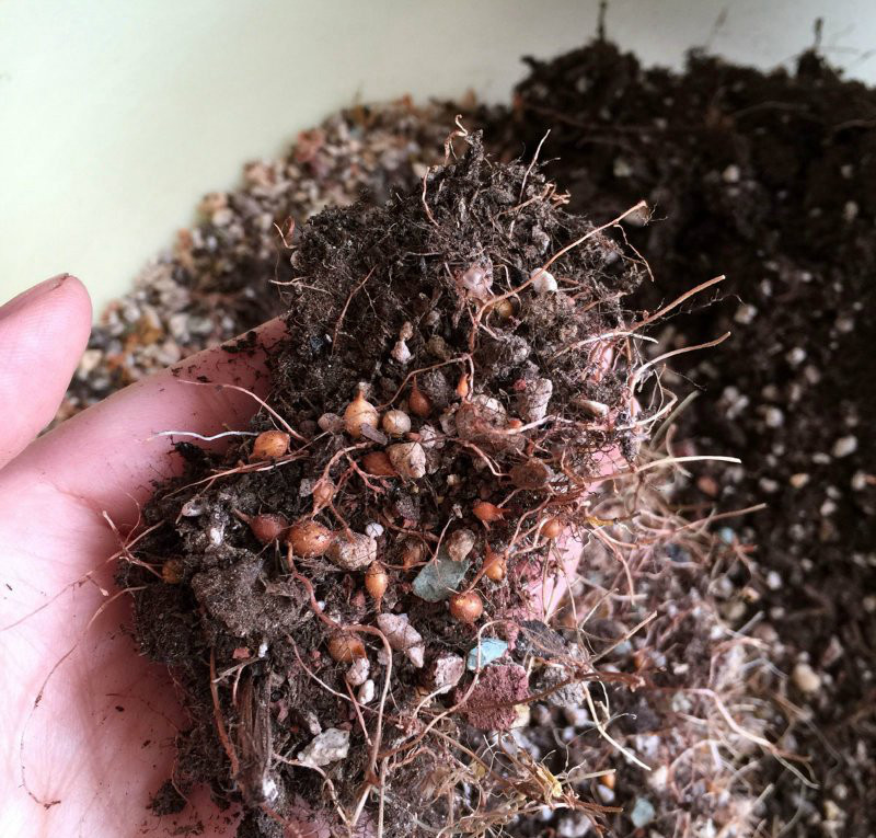 花趣│酢浆草收球季~收小土豆们收的想哭