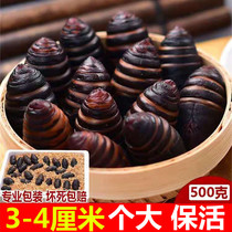 Northeast specialty cocoon pupae fresh large cocoon pupae live Tussah cicada pupae black cocoon pupae Tussah silkworm pupae keep alive black pupae high protein