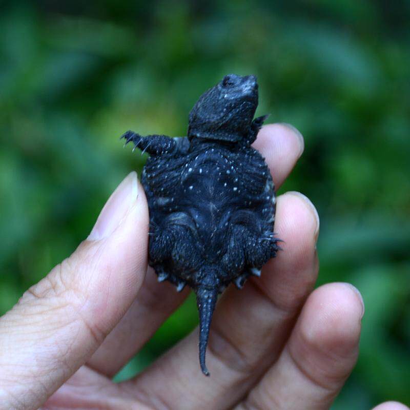 乌龟活体北美小鳄龟活体鳄鱼龟大龟苗宠物龟观赏龟水陆龟3-4cm_双氙