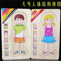 Boys and girls human body structure puzzles Kindergarten science area corner Materials Science discovery room Materials Play teaching aids