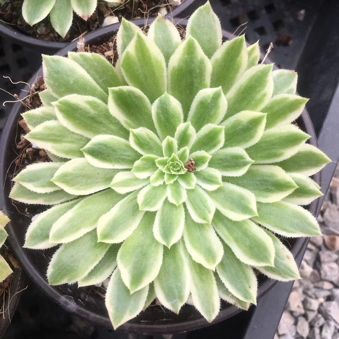 多肉植物翡翠冰法师三仙大单头多头新老桩室内装饰花卉小盆栽肉肉