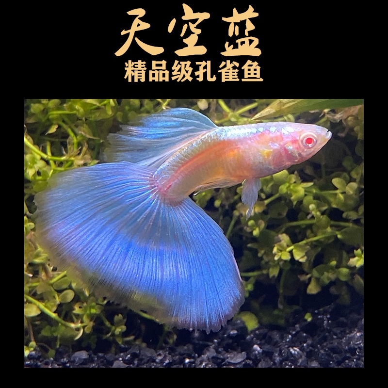 精品孔雀鱼凤尾鱼种鱼母孕鱼小型胎生鱼好养耐活包邮包损