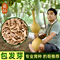 Natural Wenplay extra small gourd seed gourd seed subwaist hand twist eight treasure ant ant egg seed balcony potted