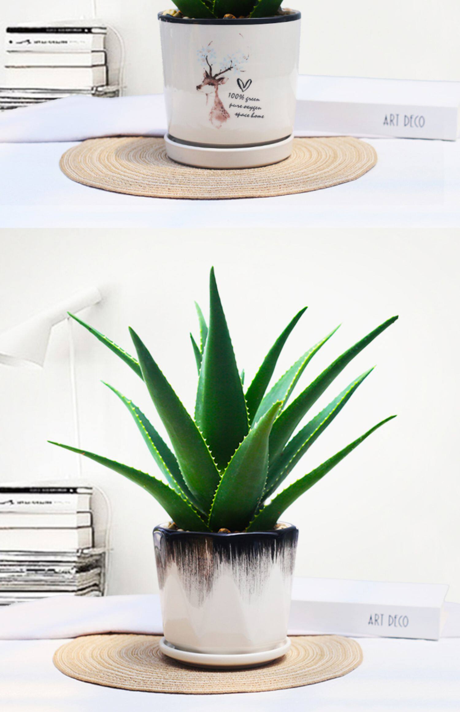 芦荟盆栽美容可食用室内净化空气植物办公室防辐射吸甲醛好养绿植