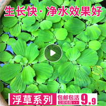 Water hibiscus apple Ping red mullet not warmed with floating water grass outdoor fish pond water plant fish tank purifying water quality