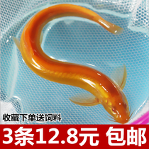 Watch the fish fry the fish gold Golden Loach Fry Living Cold Water Fish Small Golden Dragon Clear Dolfo Fish Trash Fish Freshwater Fish.