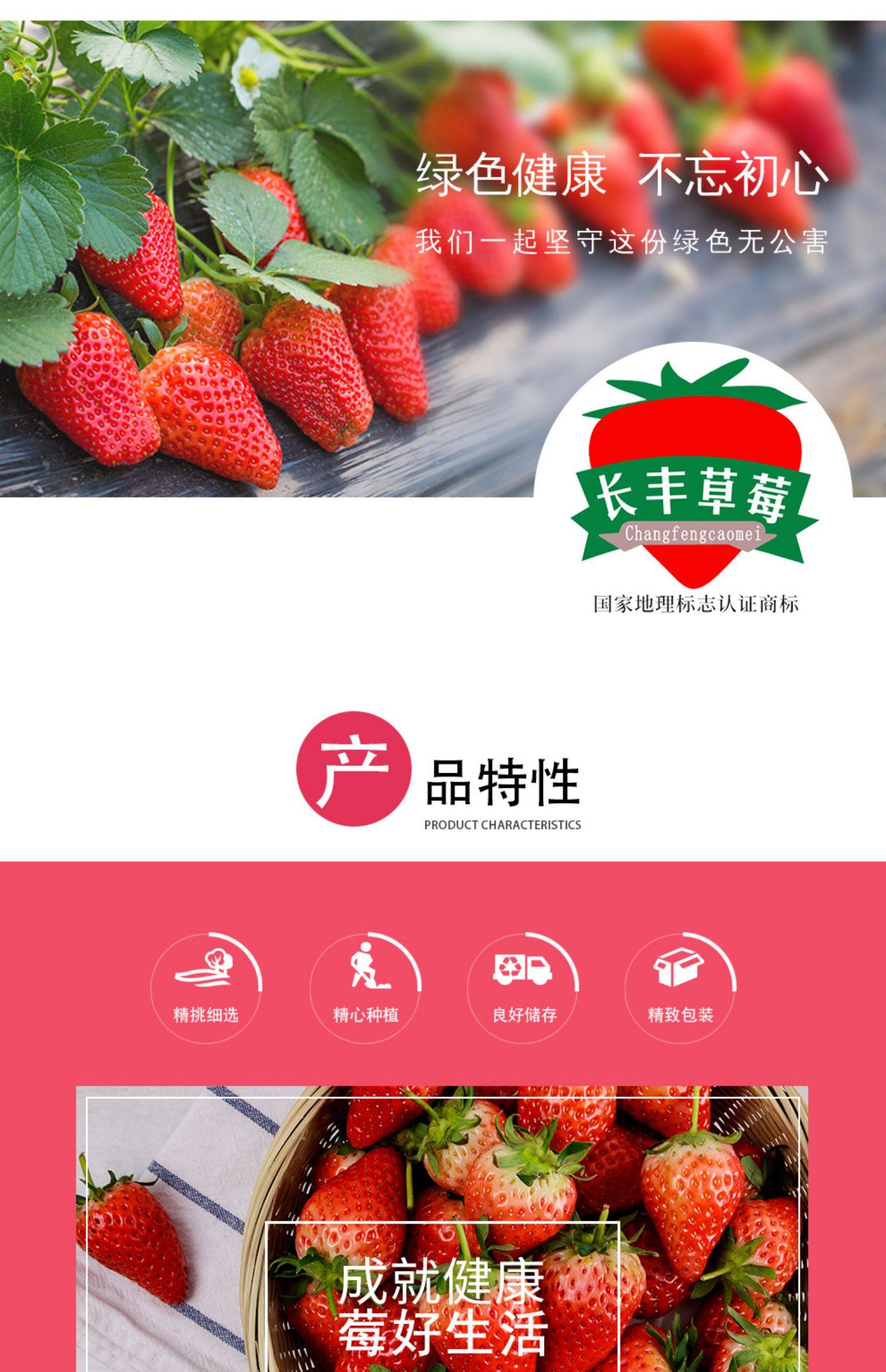 红颜奶油草莓新鲜水果当季长丰草莓