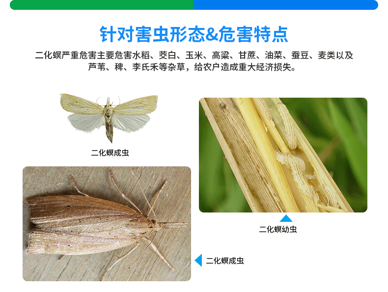 中捷四方二化螟性诱芯灭水稻钻心虫蛀杆虫茭白农资生物信息素pvc