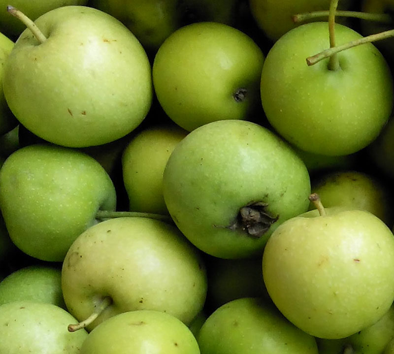 广西特产2017年新鲜山楂果水果野生青皮山楂子开胃果五斤起包邮