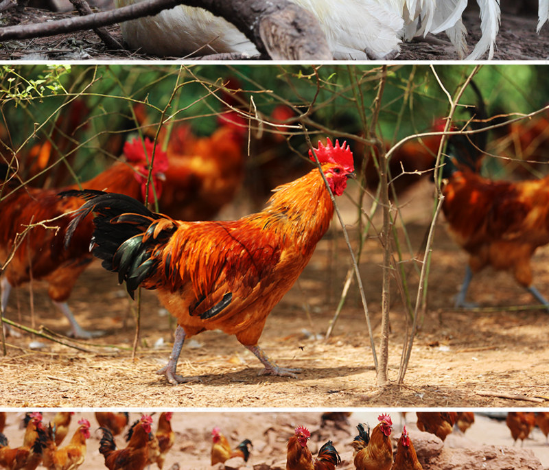 2只小公鸡散养黑爪土鸡肥西农村散养土公鸡未打鸣童子鸡小仔鸡