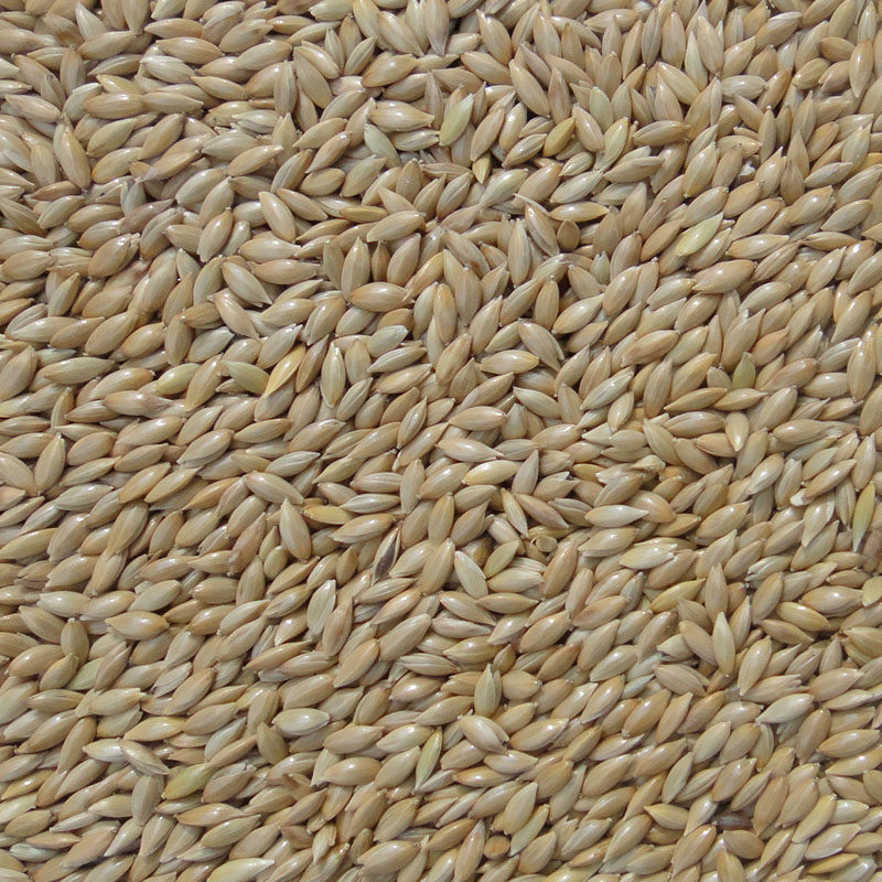 进口加纳利子鹦鹉鸟食油尖粟白尖粟草庐籽鸟粮5斤多省包邮