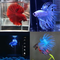 Thai Betta half moon Lion King general female fish big-eared double-tailed half moon video Choose fish one fish one
