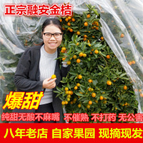 Thaen Slip Leather Golden Tangerine Pregnant Woman When Season Fruit Crisp Golden Orange Candy Heart Golden Orange Orchard Now Pick Up The Whole Box