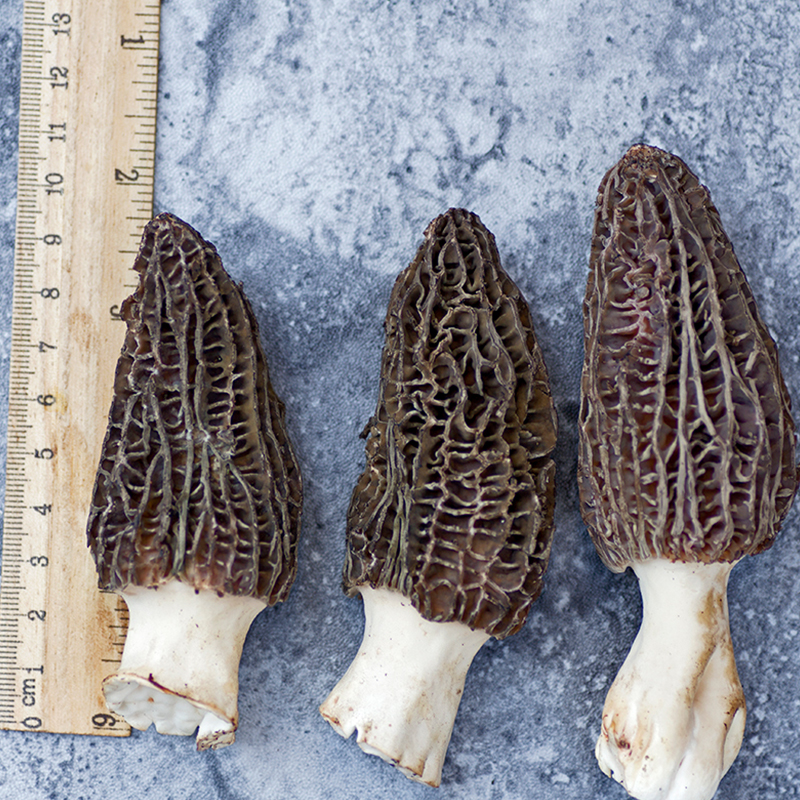 土哆哆新鲜羊肚菌牛肚菌云南野生菌羊肚菇食用菌非干货顺丰包邮
