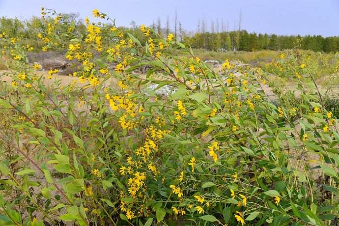 现挖新鲜洋姜鬼子姜姜不辣纯野生腌制泡菜野酱菜鲜咸菜5斤装免邮