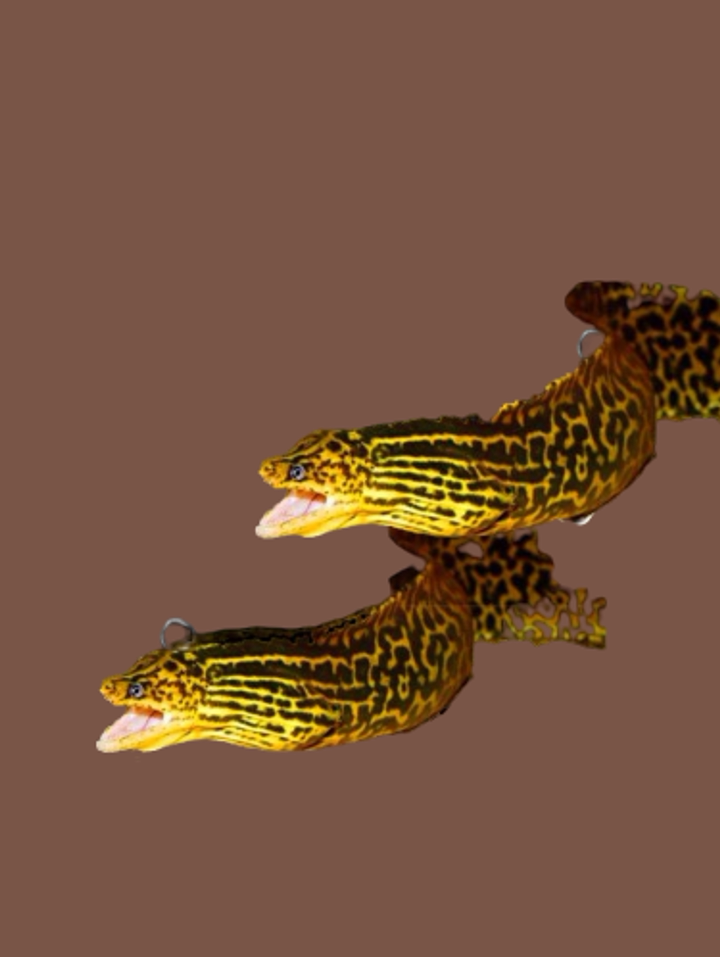淡水2000热带鱼黄金豹纹鳗鱼