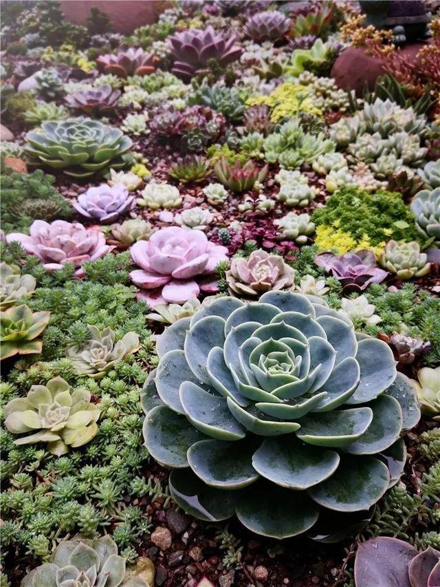 图片作者:娜娜小勾77不过地栽多肉,只能在多肉开挂区,气候局限性太大