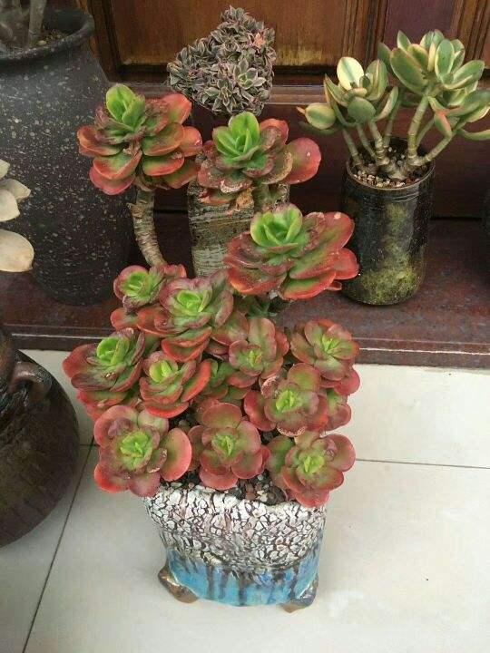 多肉长成大老桩这3点很重要