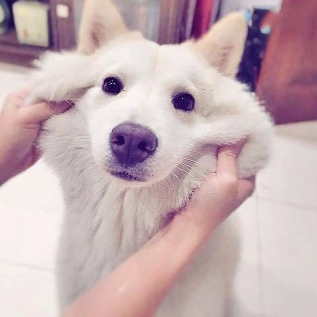 狗狗"捏脸"大赛,最后被哈士奇鄙视了!