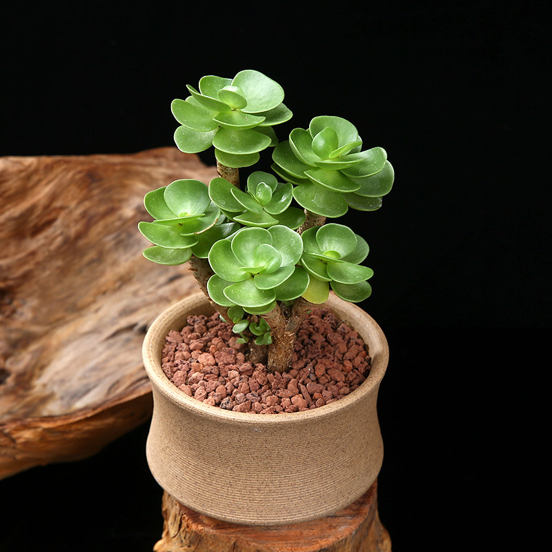 金钱木多肉植物盆栽老桩绿植