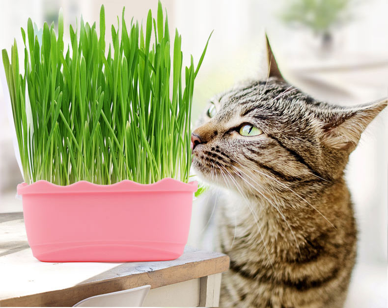 猫草种子猫薄荷猫零食去毛球化毛膏猫草水培种籽种植套装猫咪用品