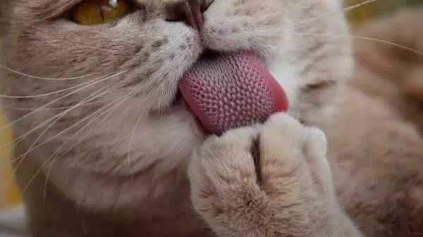 猫咪舌头知多少?宠物猫舌面粗糙妙用多