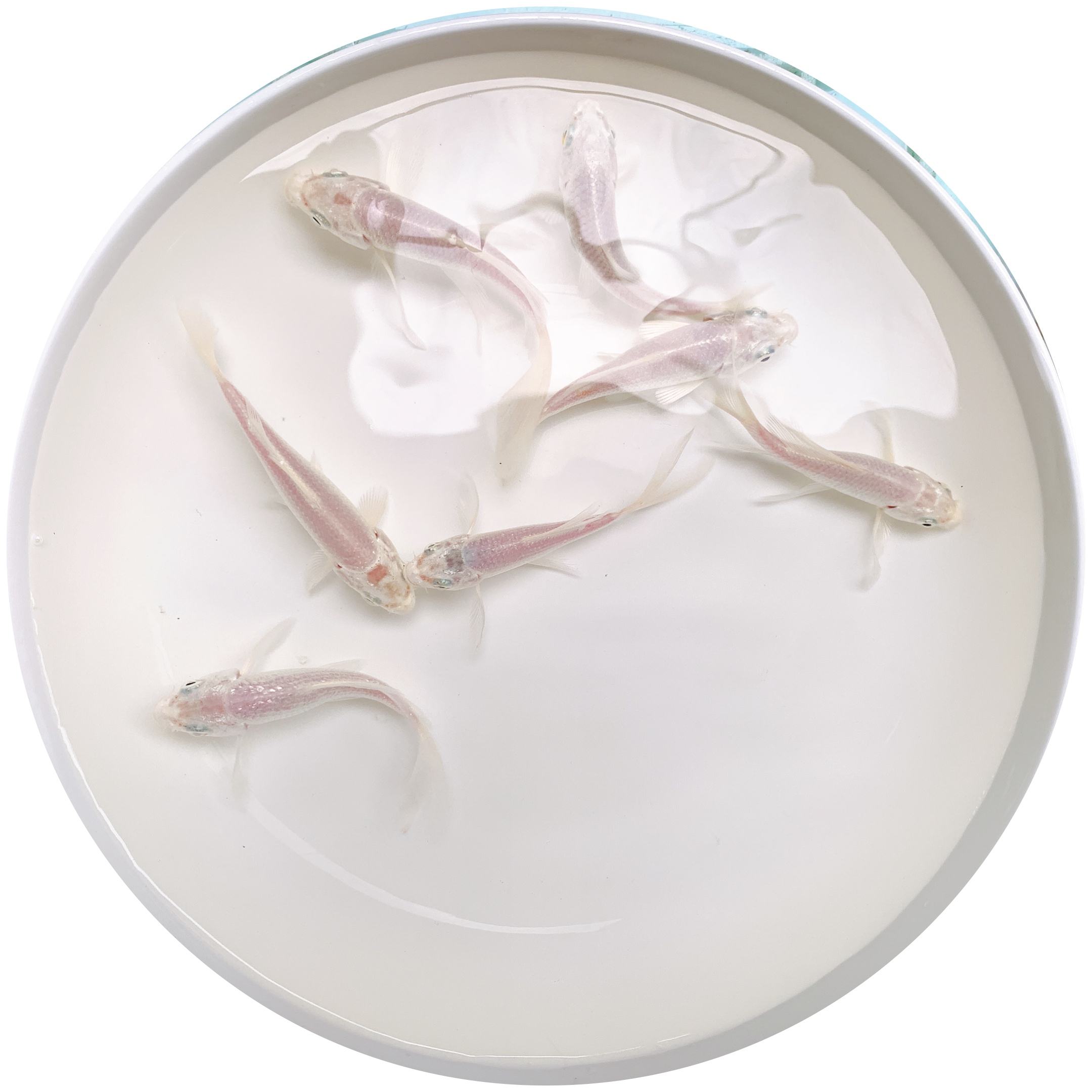 小型冷水淡水观赏鱼小金鱼活鱼好养耐活红草金鱼苗练手饲料鱼鱼苗详情