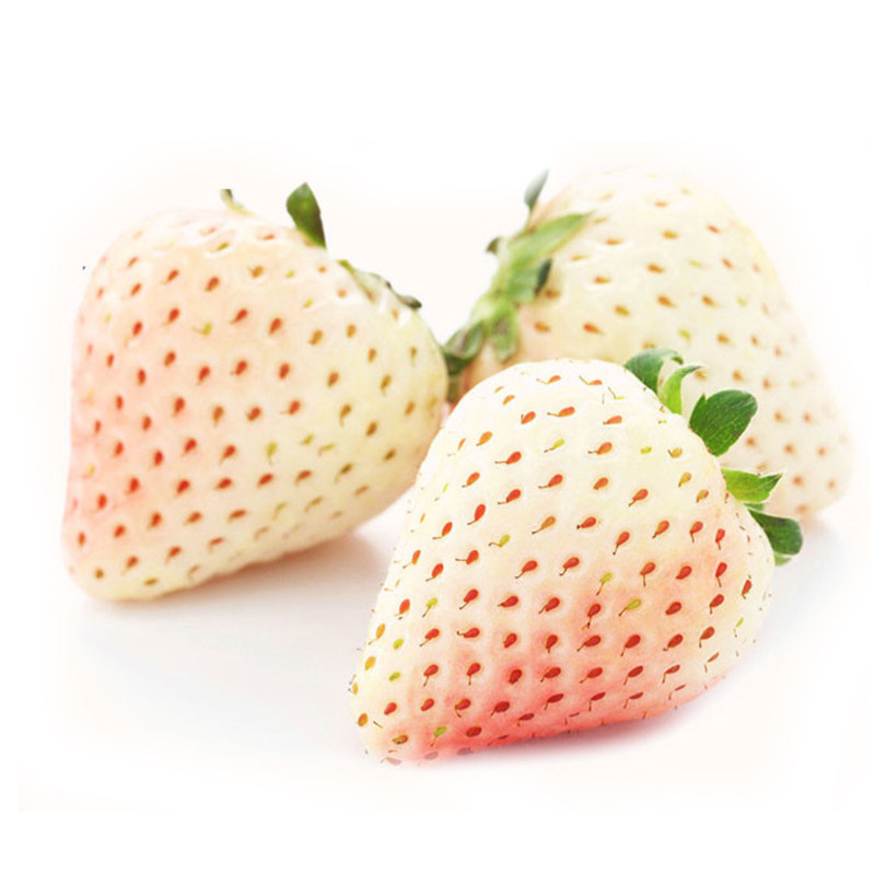 艳九天新品白草莓淡雪 白如雪草莓 香甜软糯白果草莓庭院阳台草莓