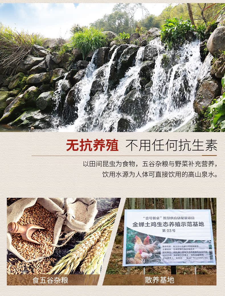 无抗养殖不用任何抗生素以田间昆虫为食物,五谷杂粮与野菜补充营养,饮用水源为人体可直接饮用的高山泉水。壹号餐桌”智慧供应链聚星项目金蝉土鸡生态养殖示范基地第03号负责人:朱丰功食五谷杂粮散养基地-推好价 | 品质生活 精选好价