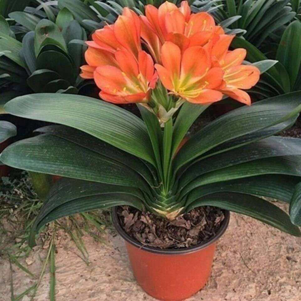 君子兰盆栽室内阳台吸甲醛防辐射四季常青绿植耐寒喜阴好养花卉