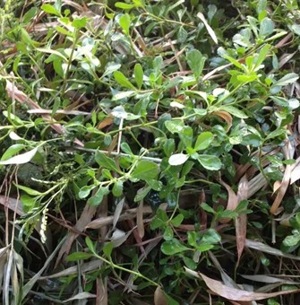 新鲜铁扁担铁批担番梨仔草铁拳头落地菠萝过江藤苦舌草蓬莱草